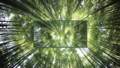 A forest with a blurred center.