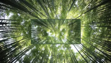 A forest with a blurred center.